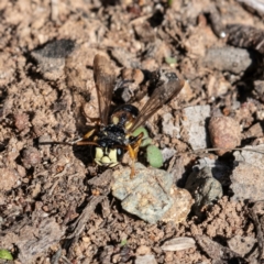 Cerceris sp. (genus) (Unidentified Cerceris wasp) at Higgins, ACT - 14 May 2023 by Untidy