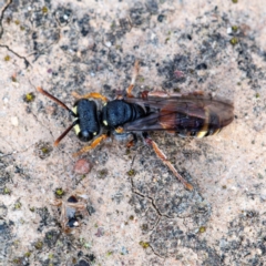 Cerceris sp. (genus) at Higgins, ACT - 14 May 2023