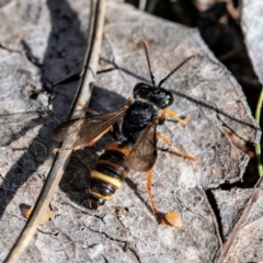 Cerceris sp. (genus) at Higgins, ACT - 14 May 2023