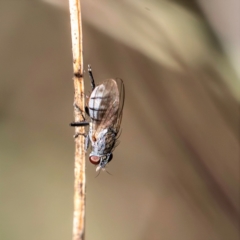 Notiphila (Notiphila) fuscimana at Higgins Woodland - 14 May 2023 by Untidy