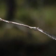 Unidentified Damselfly (Zygoptera) at Alexandra Hills, QLD - 23 Apr 2023 by TimL