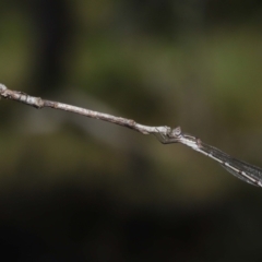 Austrolestes leda (Wandering Ringtail) at Alexandra Hills, QLD - 23 Apr 2023 by TimL