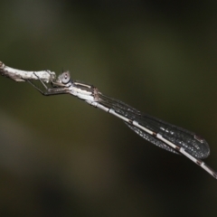 Austrolestes leda at Alexandra Hills, QLD - 23 Apr 2023 10:18 AM