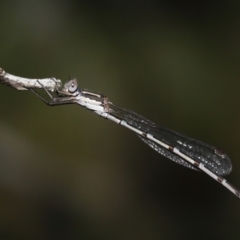 Austrolestes leda at Alexandra Hills, QLD - 23 Apr 2023 10:18 AM