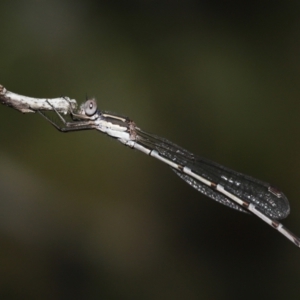 Austrolestes leda at Alexandra Hills, QLD - 23 Apr 2023 10:18 AM