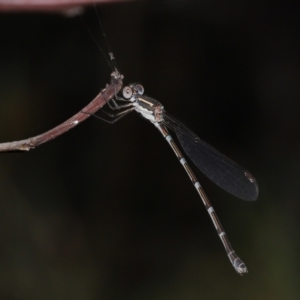 Austrolestes leda at Alexandra Hills, QLD - 23 Apr 2023 10:18 AM