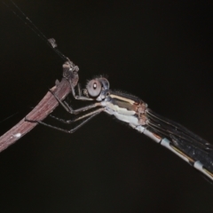 Austrolestes leda at Alexandra Hills, QLD - 23 Apr 2023 10:18 AM