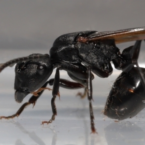 Polyrhachis sp. (genus) at Wellington Point, QLD - suppressed