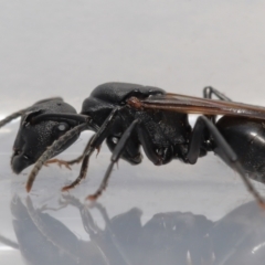 Polyrhachis sp. (genus) at Wellington Point, QLD - suppressed