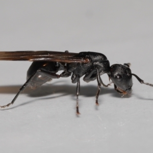 Polyrhachis sp. (genus) at Wellington Point, QLD - suppressed