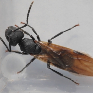 Polyrhachis sp. (genus) at Wellington Point, QLD - suppressed