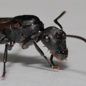 Polyrhachis sp. (genus) at Wellington Point, QLD - suppressed