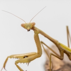Pseudomantis albofimbriata (False garden mantis) at Jerrabomberra, NSW - 22 May 2023 by MarkT