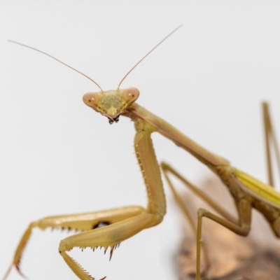 Pseudomantis albofimbriata (False garden mantis) at Jerrabomberra, NSW - 21 May 2023 by MarkT