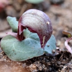 Corybas aconitiflorus (Spurred Helmet Orchid) at Mittagong, NSW - 21 May 2023 by Snowflake