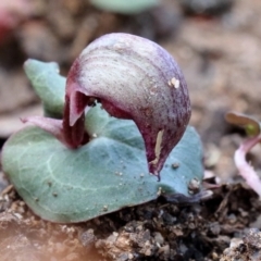 Corybas aconitiflorus (Spurred Helmet Orchid) at Mittagong - 21 May 2023 by Snowflake