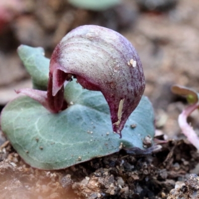 Corybas aconitiflorus (Spurred Helmet Orchid) at Wingecarribee Local Government Area - 21 May 2023 by Snowflake
