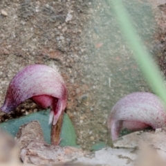 Corybas aconitiflorus at Mittagong, NSW - suppressed