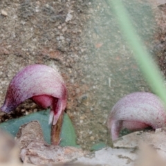 Corybas aconitiflorus at Mittagong, NSW - 21 May 2023