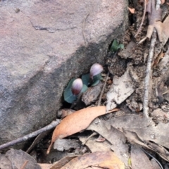 Corybas aconitiflorus at Mittagong, NSW - suppressed