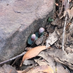 Corybas aconitiflorus at suppressed - 21 May 2023