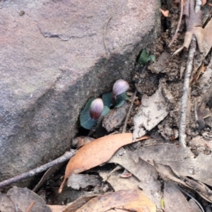 Corybas aconitiflorus at Mittagong, NSW - suppressed