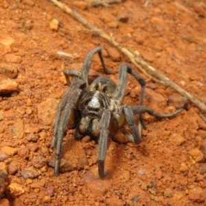 Tasmanicosa godeffroyi at Pialligo, ACT - 20 May 2023 01:22 PM