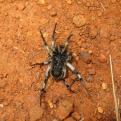 Tasmanicosa godeffroyi at Pialligo, ACT - 20 May 2023 01:22 PM