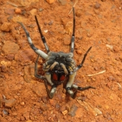 Tasmanicosa godeffroyi at Pialligo, ACT - 20 May 2023