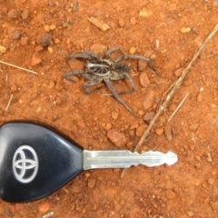 Tasmanicosa godeffroyi at Pialligo, ACT - 20 May 2023 01:22 PM