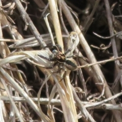 Jotus auripes (Jumping spider) at Pialligo, ACT - 20 May 2023 by Christine