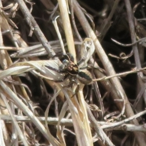 Jotus auripes at Pialligo, ACT - 20 May 2023 01:24 PM