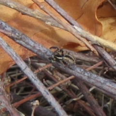 Jotus auripes at Pialligo, ACT - 20 May 2023 01:24 PM