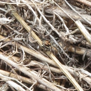 Jotus auripes at Pialligo, ACT - 20 May 2023 01:24 PM