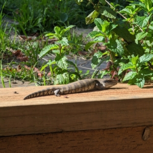 Tiliqua scincoides scincoides at Watson, ACT - 21 May 2023