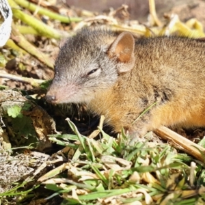 Antechinus flavipes at Yass River, NSW - 22 May 2023 10:59 AM