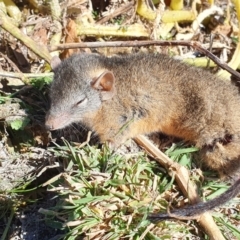 Antechinus flavipes at Yass River, NSW - 22 May 2023 10:59 AM