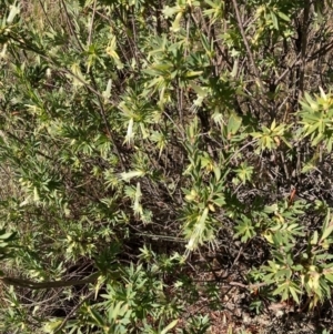 Styphelia triflora at Watson, ACT - 22 May 2023 12:24 PM