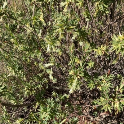 Styphelia triflora (Five-corners) at Watson, ACT - 22 May 2023 by waltraud