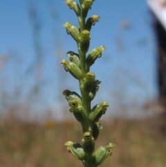 Microtis parviflora (Slender Onion Orchid) at Jarramlee-West MacGregor Grasslands - 25 Nov 2022 by michaelb