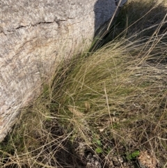 Nassella trichotoma (Serrated Tussock) at Watson, ACT - 22 May 2023 by waltraud