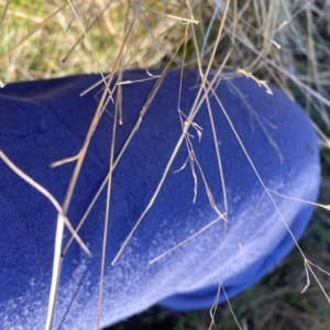 Nassella trichotoma at Watson, ACT - 22 May 2023