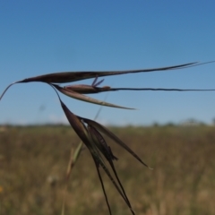 Themeda triandra (Kangaroo Grass) at Jarramlee-West MacGregor Grasslands - 25 Nov 2022 by michaelb