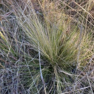 Nassella trichotoma at Watson, ACT - 22 May 2023