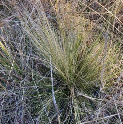 Nassella trichotoma (Serrated Tussock) at The Fair, Watson - 22 May 2023 by waltraud