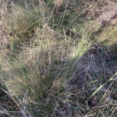 Nassella trichotoma (Serrated Tussock) at Watson, ACT - 22 May 2023 by waltraud