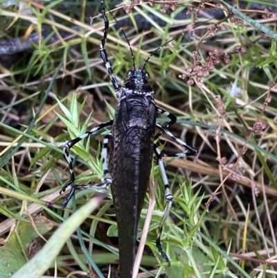 Acripeza reticulata (Mountain Katydid) at Namadgi National Park - 14 Apr 2023 by Tapirlord