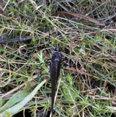 Acripeza reticulata at Cotter River, ACT - 14 Apr 2023