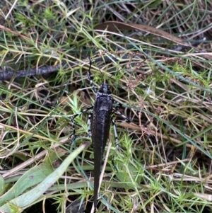 Acripeza reticulata at Cotter River, ACT - 14 Apr 2023 11:23 AM