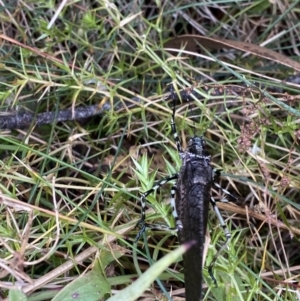 Acripeza reticulata at Cotter River, ACT - 14 Apr 2023